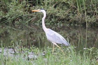 IMG_3701