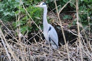 IMG_4649