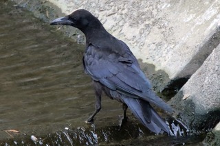 IMG_6401