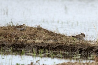 IMG_1481