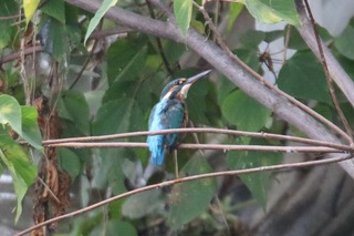 IMG_9077