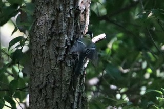 IMG_5696