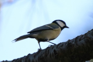 IMG_9941
