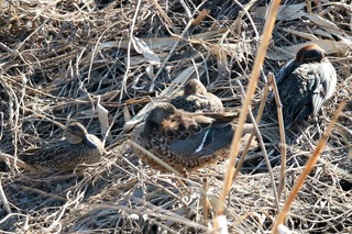 IMG_2252
