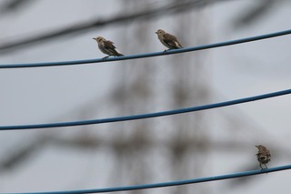 IMG_6645