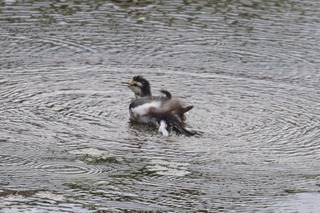 IMG_9169