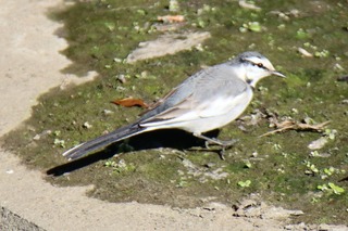 IMG_1076