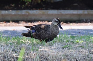 IMG_9514