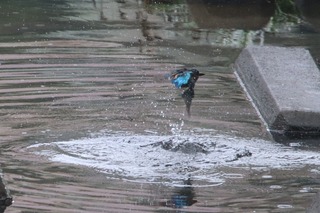 IMG_4238