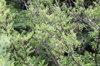 IMG_9122