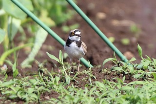 IMG_6890