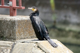 IMG_7818