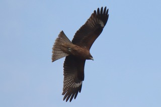 IMG_8496