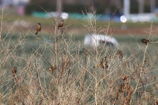 IMG_7754