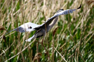 IMG_0391