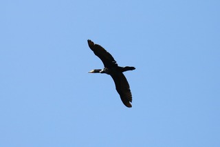 IMG_9441