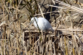 IMG_1364