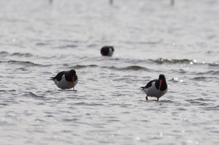 IMG_0048