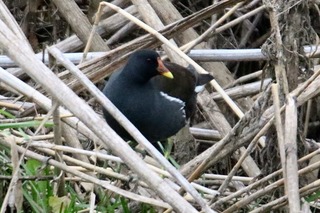 IMG_4612