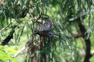 IMG_4029