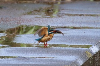 IMG_6845