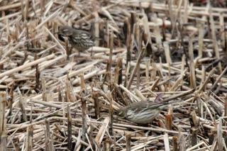 IMG_4411