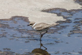 IMG_1437