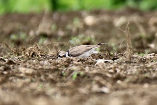 IMG_2908