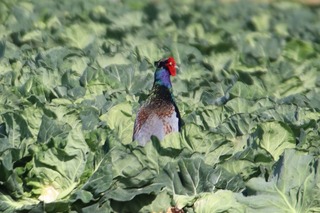 IMG_3075