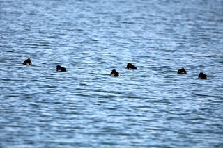 IMG_4364