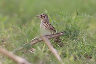 IMG_1689