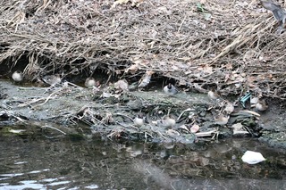 IMG_4365