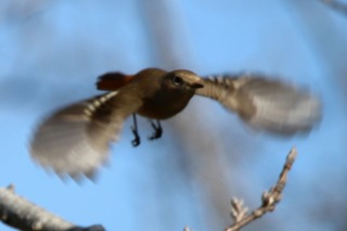 IMG_0982