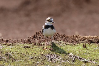 IMG_9952
