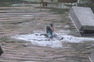 IMG_4237