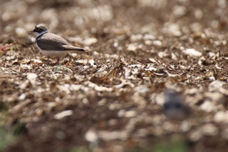 IMG_0053