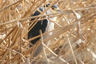 IMG_5347