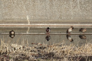 IMG_1211