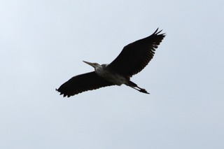 IMG_2717