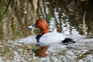 IMG_2914