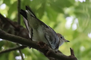 IMG_9459