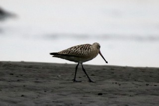 IMG_8138