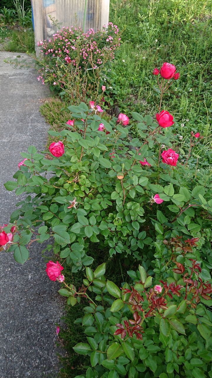 バラの花も手入れしだい 爽風雲
