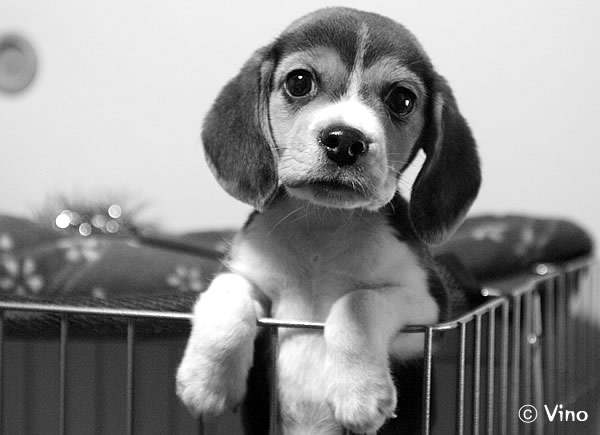 ほんとにボクは ビーグル犬 生まれて75日目 ヴィーノの日本さすらい旅 ほんとにボクは ビーグル犬 生まれて75日目 ヴィーノの日本さすらい旅