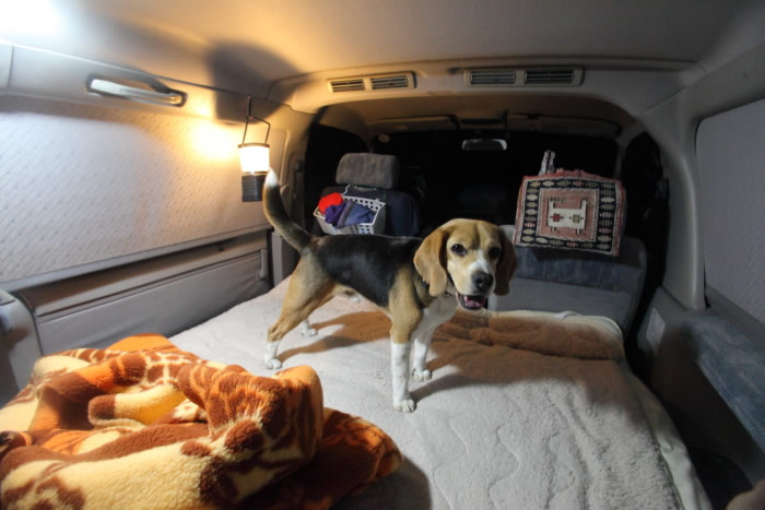車中泊犬 ヴィーノの日本さすらい旅