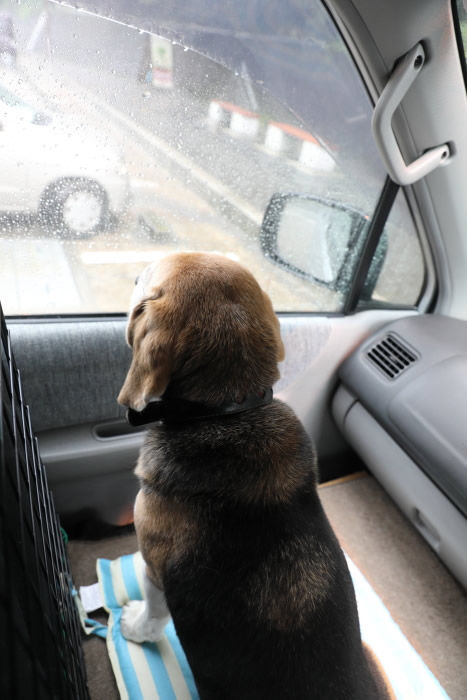 西日本への旅1 黒犬物語 ヴィーノの日本さすらい旅
