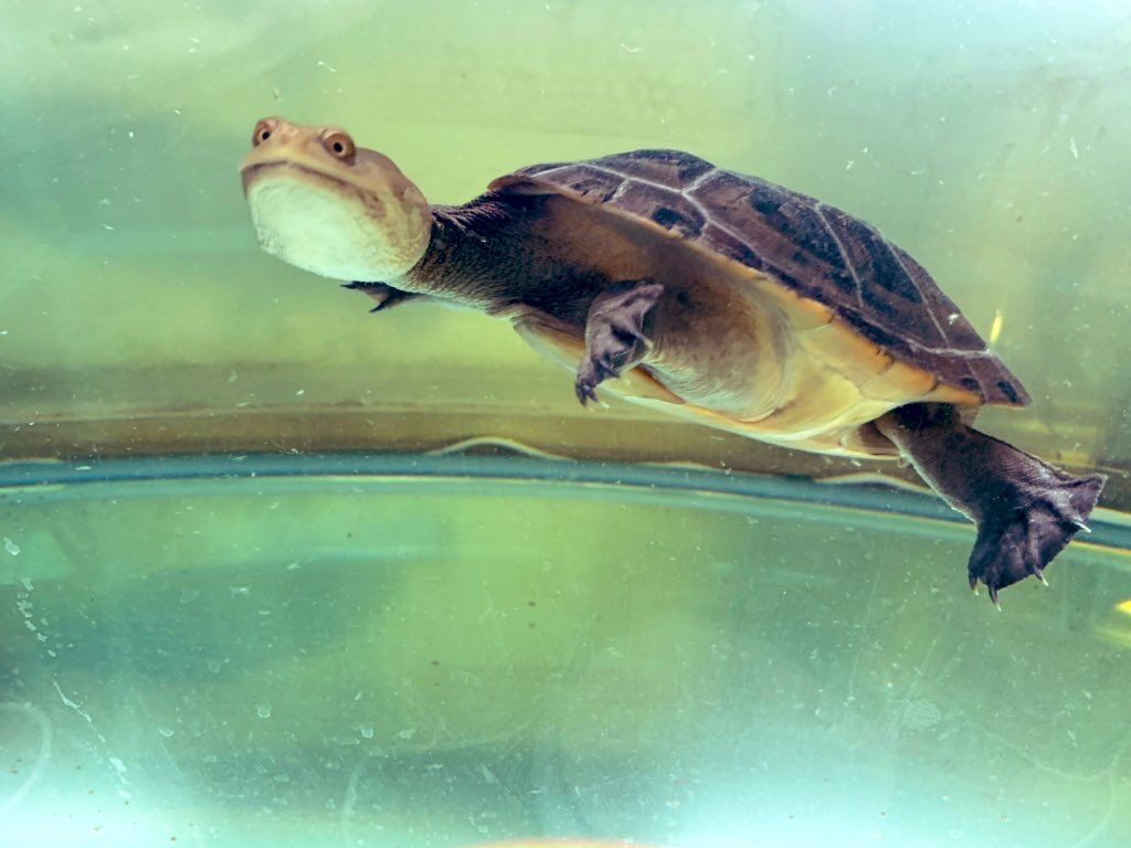 ジーベンロックナガクビガメの飼育方法なんだけども Vino S Reptiles Log ジーベンロックナガクビガメの飼育方法なんだけども Vino S Reptiles Log