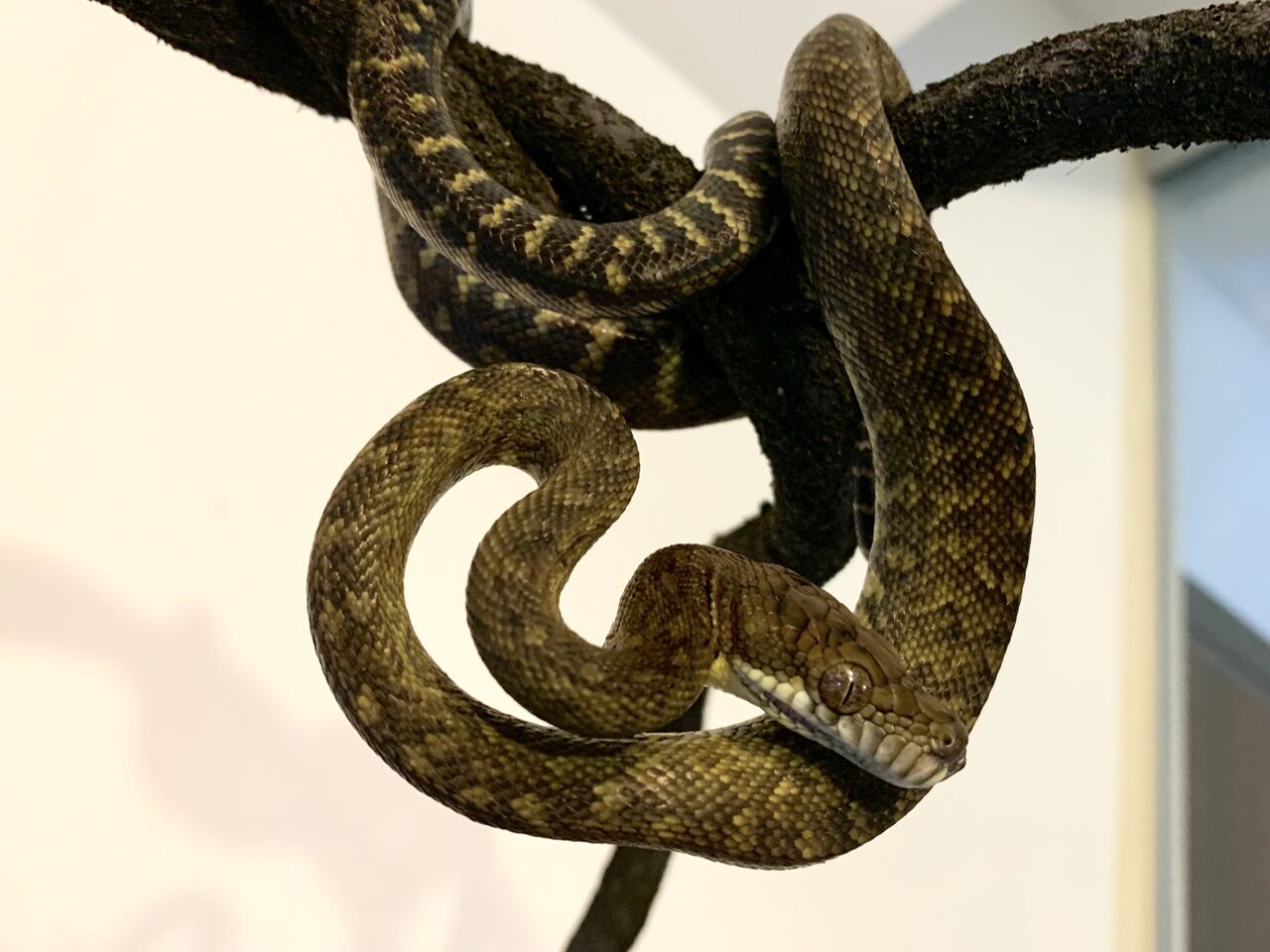 モルカンパイソンをお迎えしたんだけども ２ Vino S Reptiles Log