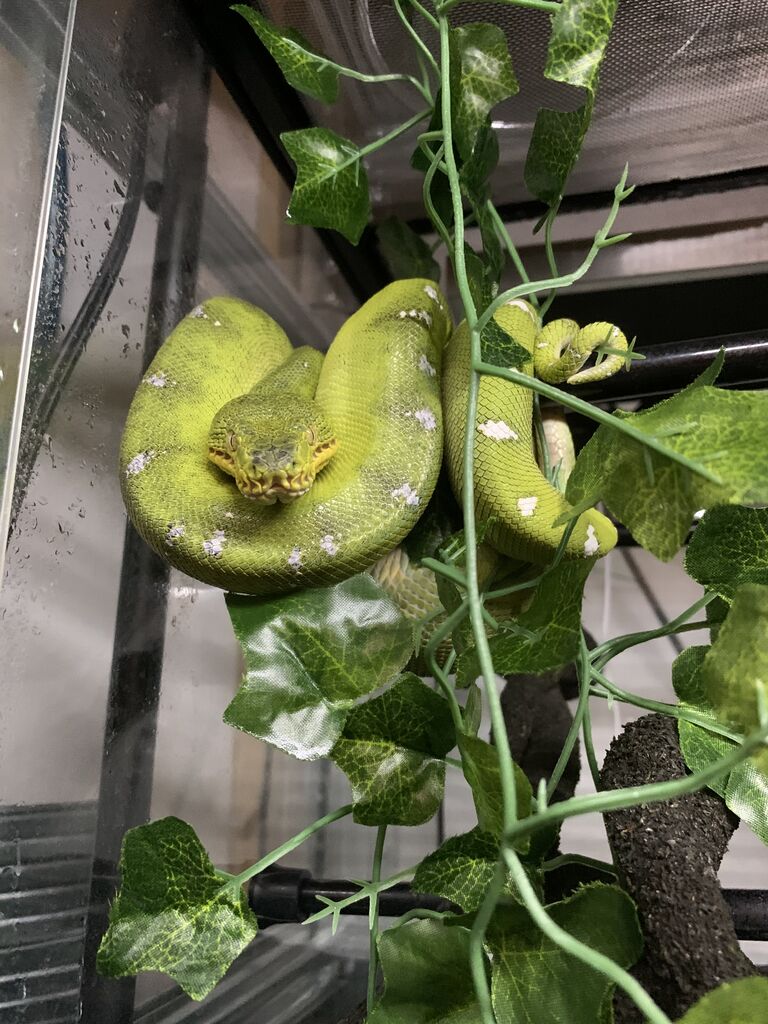 エメツリに便秘解消方法を試してみたんだけども Vino S Reptiles Log エメツリに便秘解消方法を試してみたんだけども Vino S Reptiles Log