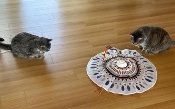 cats